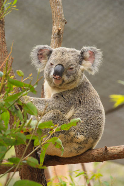 istock Koala close-up sitting in a tree looking sideways down to the camera.   Eucalyptus leaves to the left.  Legs folded up.  Gold Coast Queensland Australia 2069973383