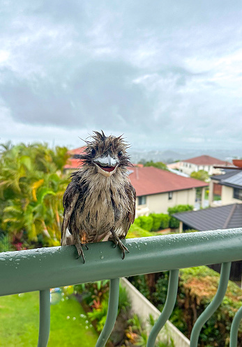 A very wet Kookaburra standing on the green railing looking at the camera.