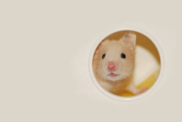 istock Cream banded syrian hamster 2069983188