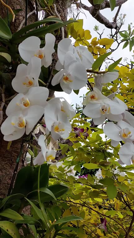 Asian white orchid flower blooming.