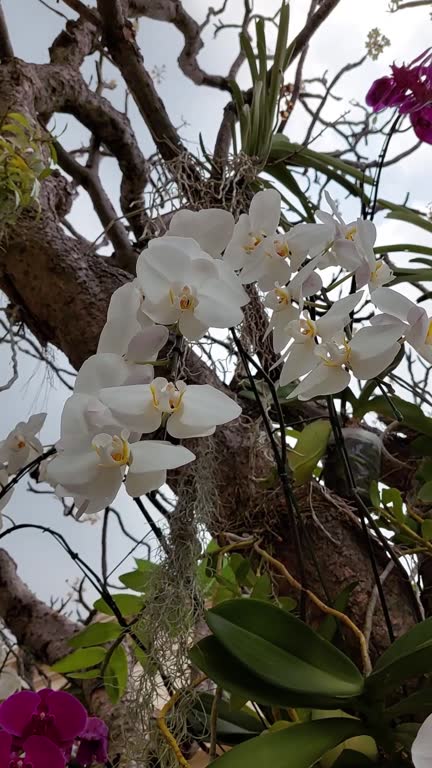 Asian white orchid flower blooming.