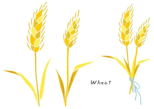 Vector illustration of Wheat, wheat tied together with a ribbon, hand-drawn cute illustration set