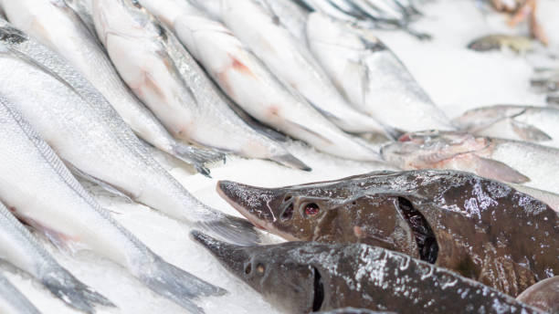 istock fresh fish on iced showcase on the seafood market 2070026006