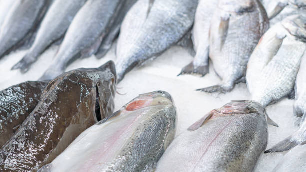 istock fresh fish on iced showcase on the seafood market 2070026734
