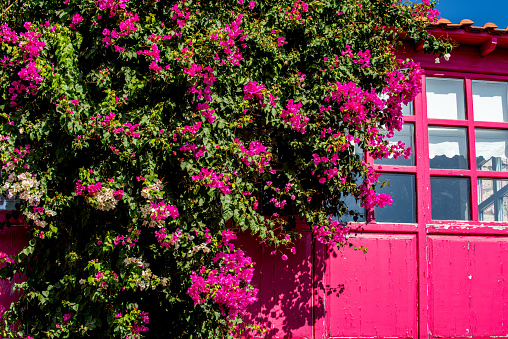 House with bougainvillea and pink bay window in Alaçatı, Izmir