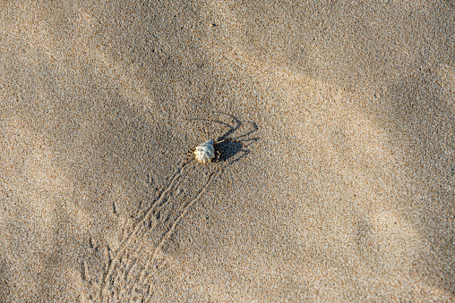 Lobed spider (Argiope lobata), one of the most poisonous spiders in the world, walking on the sand in İzmir, Çeşme, Altınkum