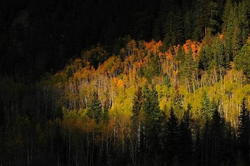 Sunset on early autumn foliage in the forests around Ashcroft Ghost Town, Castle Creek Valley, Aspen, Colorado, USA.