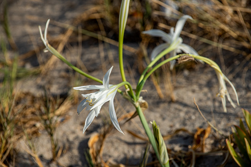 White Sand Lily / Pancratimum Maritimum - Izmir, Çeşme, Altınkum