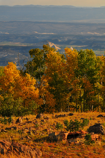 Early fall colors on the slopes of Boulder Mountain from Utah Scenic Byway 12, between Boulder village and Torrey, Utah, Southwest USA.