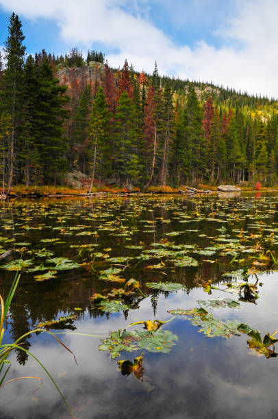 Early fall on Nymph Lake Early fall on Nymph Lake, Rocky Mountain National Park, Estes Park, Colorado, USA. lily lake rocky mountains colorado stock pictures, royalty-free photos & images