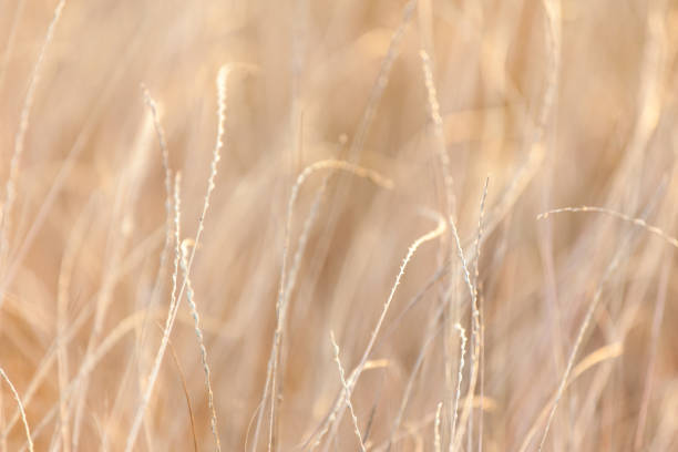 Reed beds at sunset.
