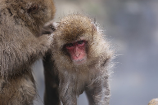 Wild monkey taking a bath