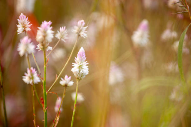 A vivid display of various flowers blooming amidst vibrant green foliage, showcasing nature's beauty and diversity