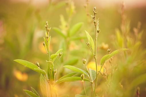 Closeup of  Tuvar or Toor Dal (Pigeon Peas) young plant in the field.