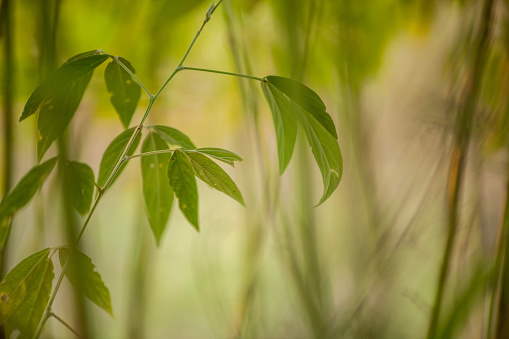 Closeup of Tuvar or Toor Dal (Pigeon Peas) young plant in the field.