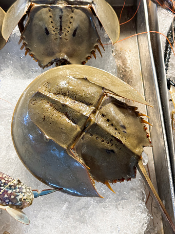 Stock photo showing close-up, elevated view of metal tray of freshly caught whole horseshoe crabs in crushed ice, which is keeping them chilled and fresh before being sold at the fish market fishmongers.