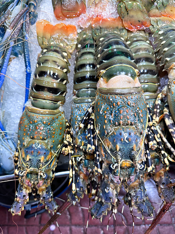 Stock photo showing close-up, elevated view of metal tray of freshly caught row of whole lobsters in crushed ice, which is keeping them chilled and fresh before being sold at the fish market fishmongers.