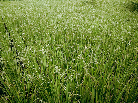 Rice that is starting to grain and turn yellow, Asian Indonesian rice farming