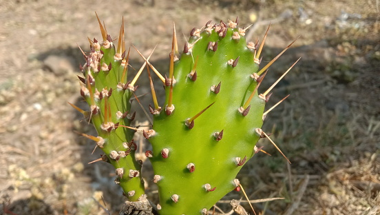 The sharp thorn view in the green cactus at forest