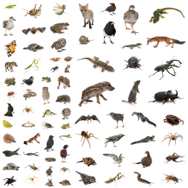 istock european wildlife in studio 2070129918