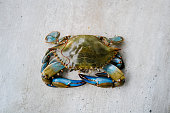 Blue Crab on Concrete Background