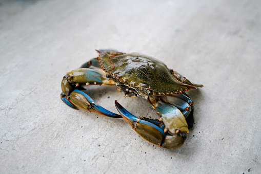 Blue Crab on Concrete Background ready to be cooked.