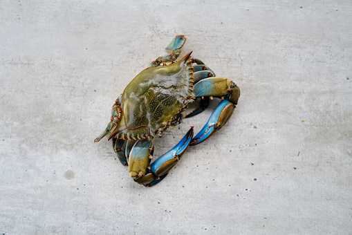 Blue Crab on Concrete Background ready to be cooked.