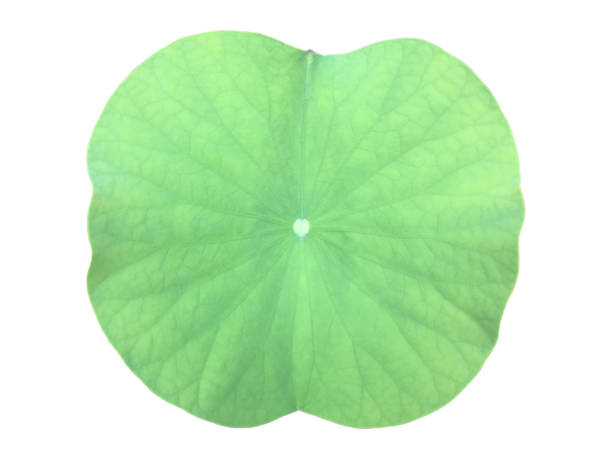 istock lotus leaf or waterlily leaf 2070150550