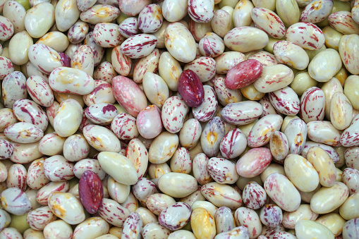 fresh colorful brown bean as food background