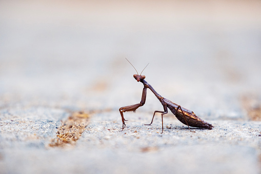 Hierodula transcaucasica - invasive species of mantis in Ukraine on a green leaf, Odessa