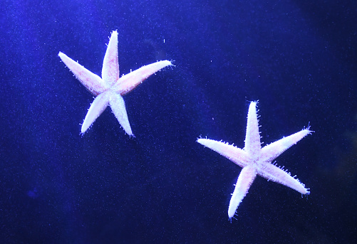 Close up on sea star in the aquarium