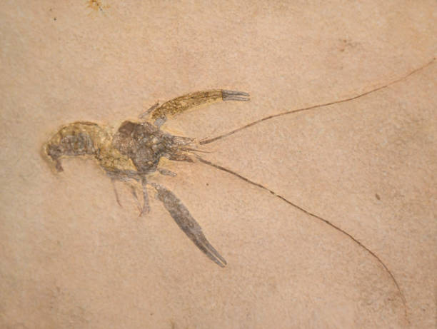 istock close up on fossil shrimp in the rock 2070157283