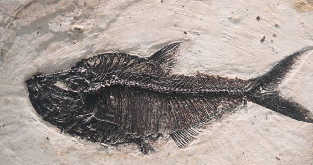 istock close up on fossil fish in the rock 2070157292