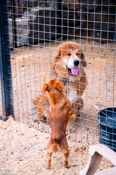 istock There is separation and sadness in animal shelters 2070157816