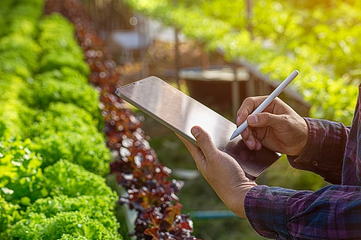 Geneticists, biologists, and scientists are studying the genetic structure of vegetables in a greenhouse.