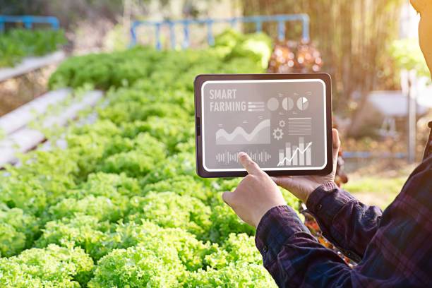 istock Female farmer inspecting her smart farm grain field. 2070160885