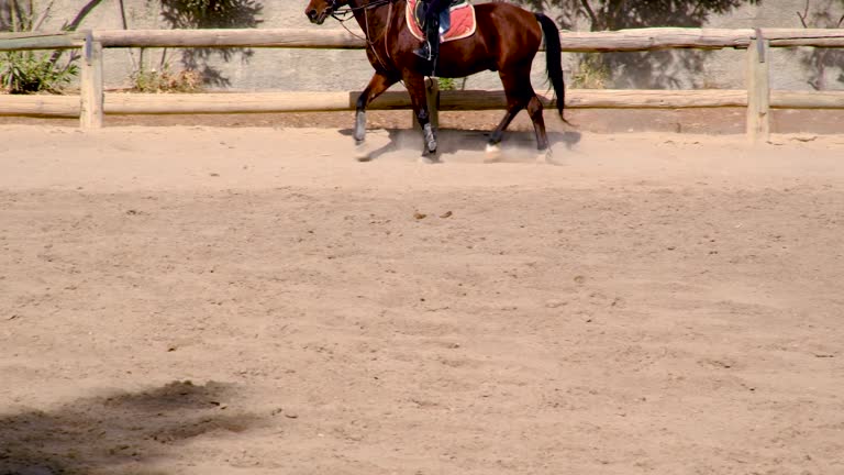 Leg movements of a training horse