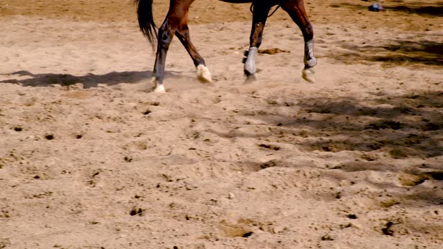 Leg movements of a training horse