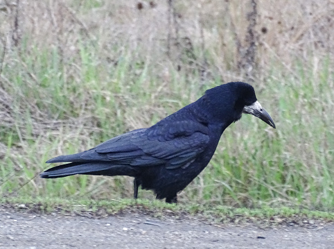 A crow walks. In Romania