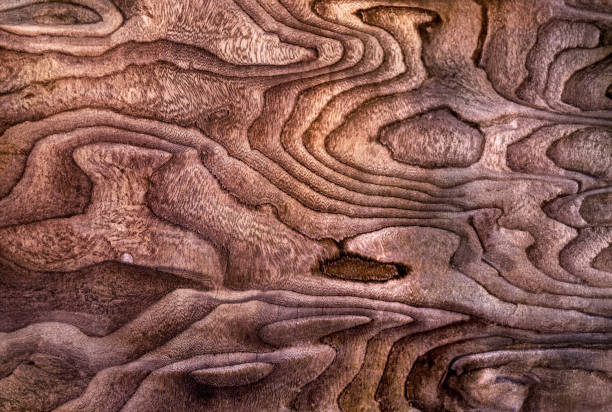 Abstract wood texture as background, macro view