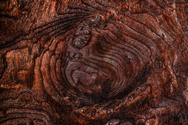 Abstract wood texture as background, macro view