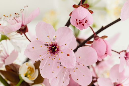 flowers of the ornamental tree known as Japan cherry and the prunus family