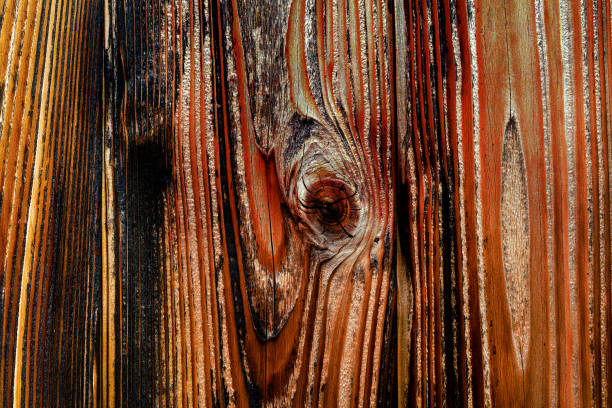 Abstract wood texture as background, macro view