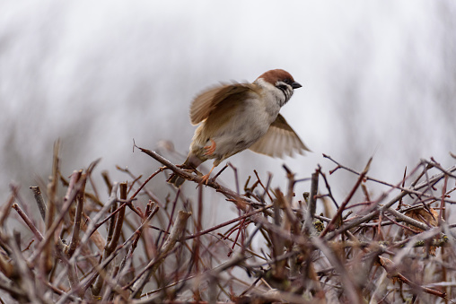 Eurasian Tree Sparrow