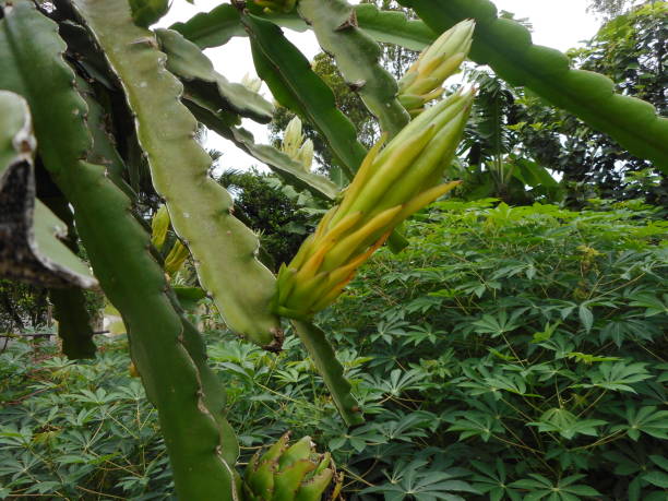 istock pitaya plant Hylocereus 2070222209