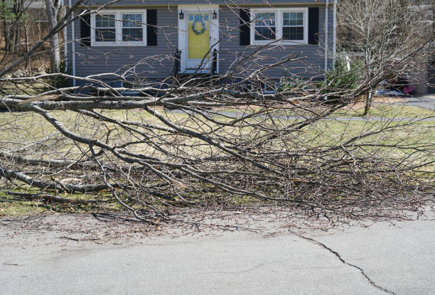 istock tree branches fallen on the street in front of house 2070222720