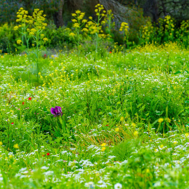 View of colorful winter wildflowers, in the Gilboa mountain ridge. Northern Israel