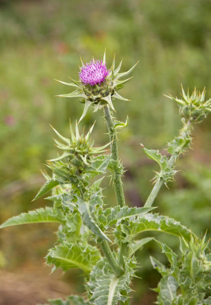 istock colorful prickly flower 2070226339
