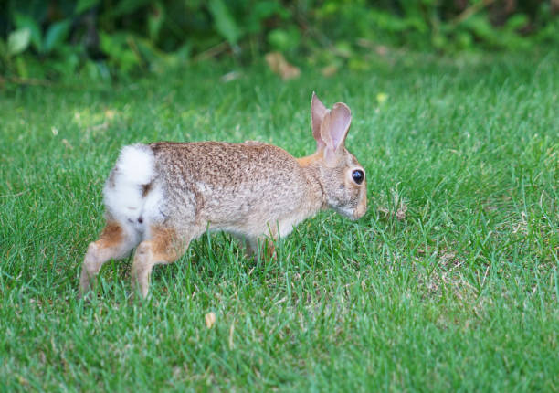 Rabbit is eating a grass in forest.Berlin - Germany.