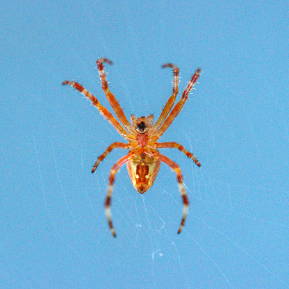 European garden spider, cross orbweaver on spiderweb - Araneus diadematus